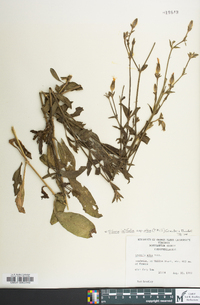 Silene latifolia image