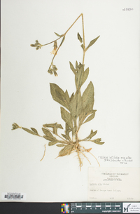 Silene latifolia image