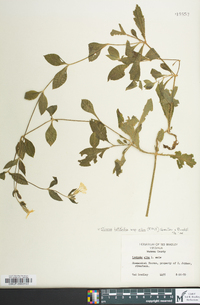 Silene latifolia image