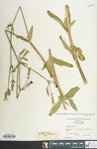 Silene latifolia image