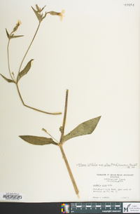 Silene latifolia image