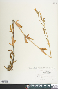 Silene latifolia image