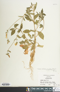 Silene latifolia image