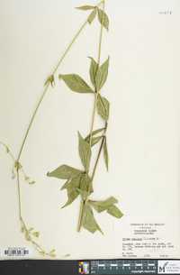 Silene stellata image