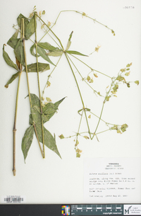 Silene stellata image