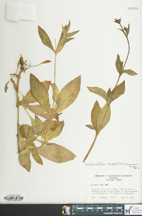 Silene latifolia image