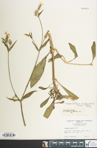 Silene latifolia image