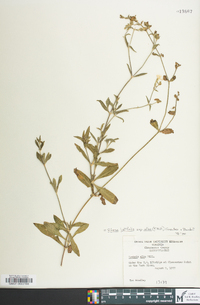 Silene latifolia image