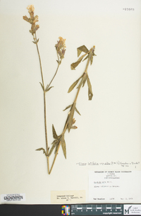 Silene latifolia image