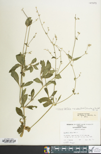 Silene latifolia image