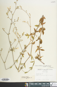 Silene latifolia image