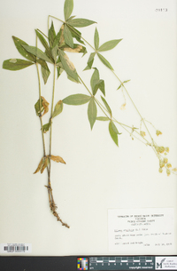 Silene stellata image