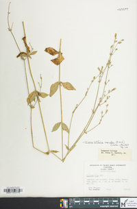 Silene latifolia image