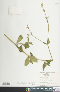 Silene latifolia image