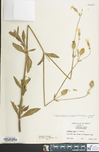 Silene latifolia image