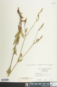 Silene latifolia image