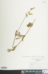 Silene latifolia image