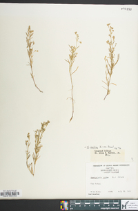 Spergularia salina image