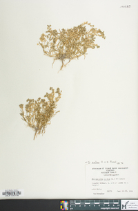 Spergularia salina image