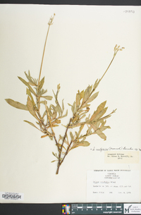 Silene vulgaris image