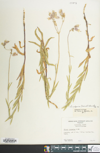 Silene vulgaris image