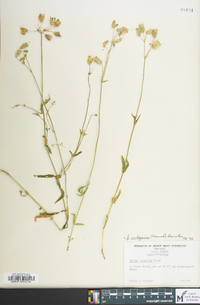 Silene vulgaris image