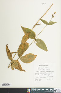 Silene ovata image