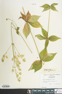 Silene stellata image