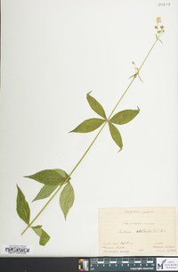 Silene stellata image