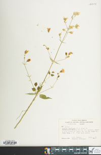 Silene stellata image