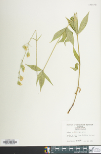 Silene stellata image