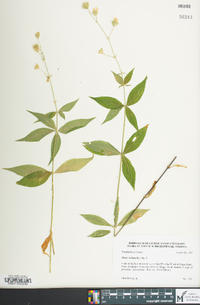 Silene stellata image