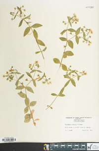 Stellaria pubera image