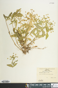 Stellaria pubera image