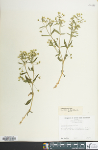 Stellaria pubera image