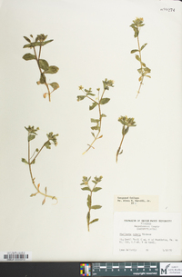 Stellaria pubera image