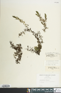 Ceratophyllum demersum image