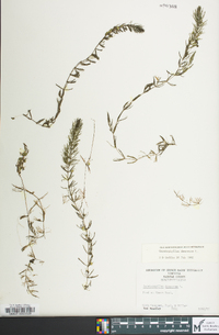 Ceratophyllum demersum image