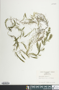 Ceratophyllum demersum image