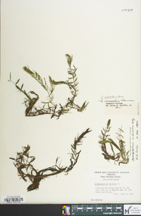 Ceratophyllum echinatum image