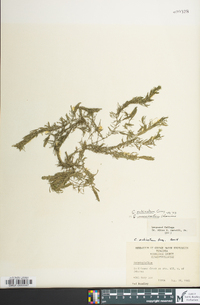 Ceratophyllum echinatum image