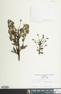 Aconitum carmichaelii image