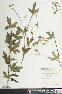 Aconitum uncinatum image