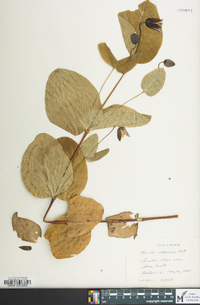 Clematis addisonii image