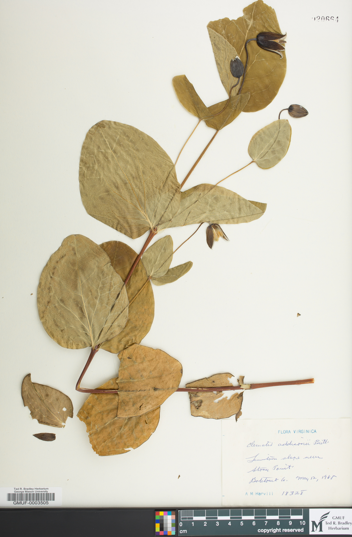 Clematis addisonii image