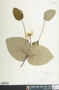 Clematis addisonii image