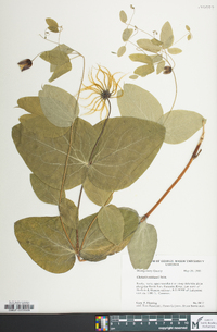 Clematis addisonii image