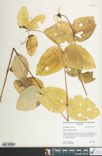 Clematis addisonii image