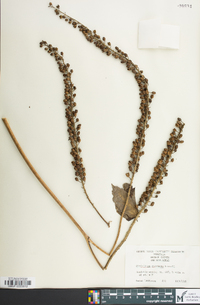 Actaea racemosa image