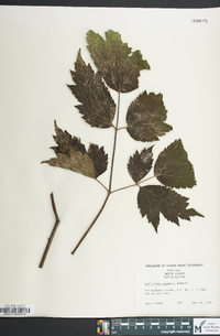 Actaea racemosa image